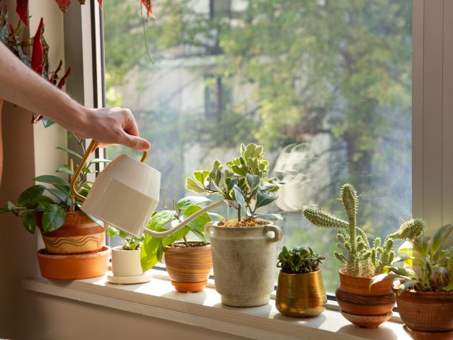 Best Indoor Plants for Home Decor: Bring Life to Your Interiors